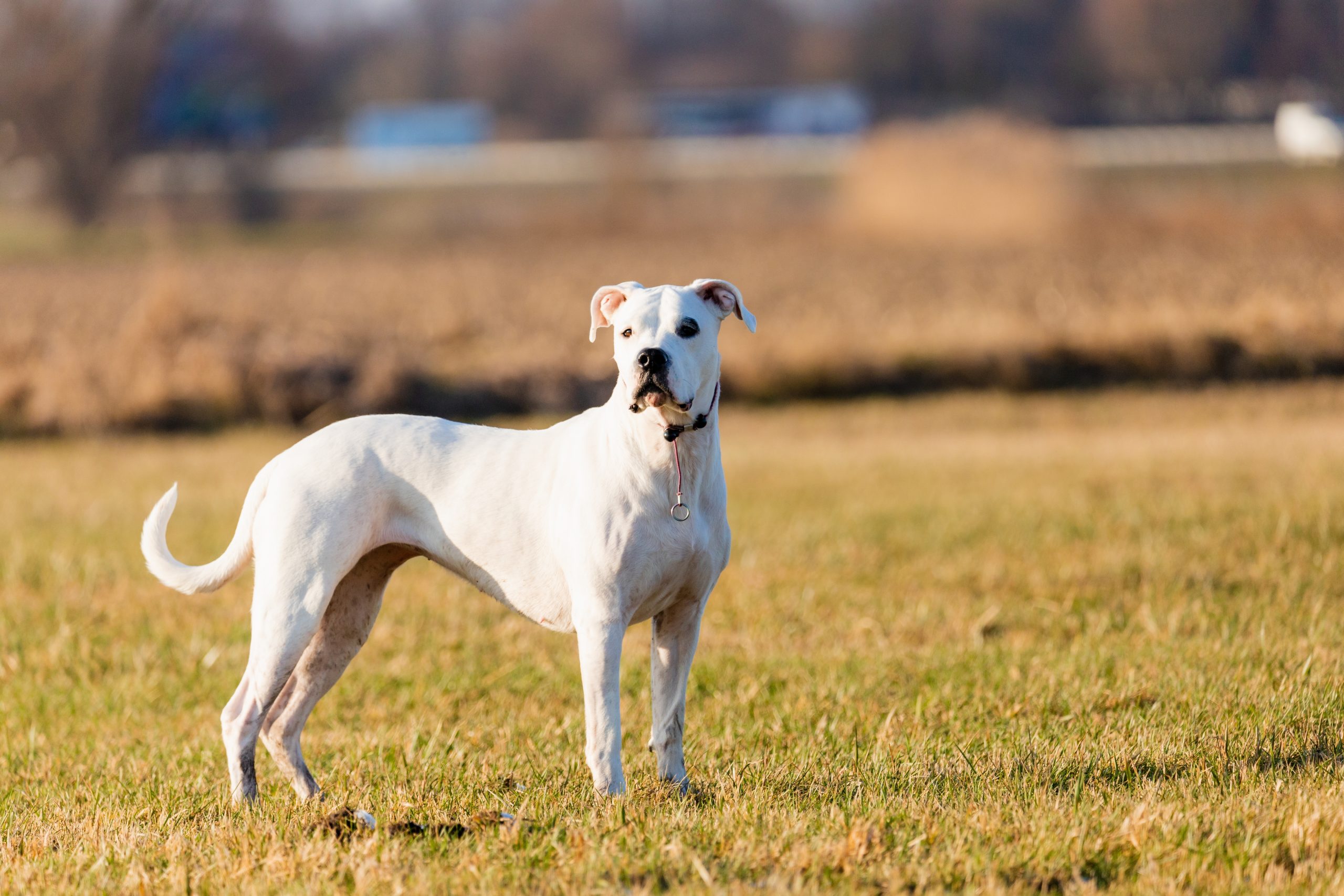 Young,Dogo,Argentino,In,The,Field,With,Beauty,Sun