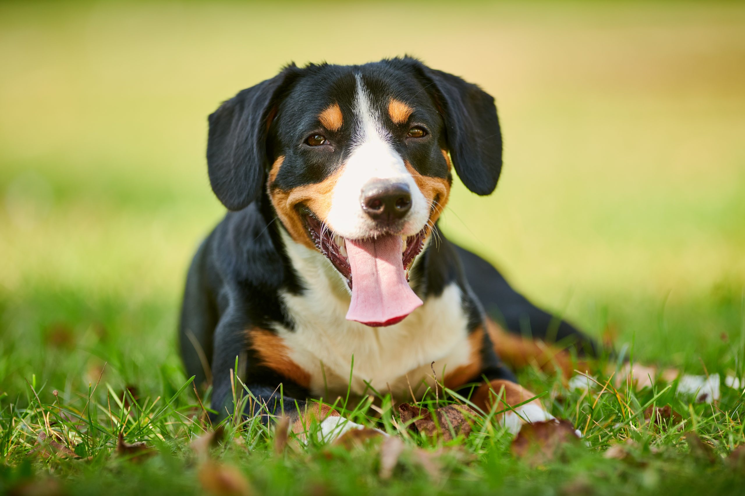 Entlebucher,Sennenhund,Outdoors,On,Grass.,Loyal,Pet,Friend