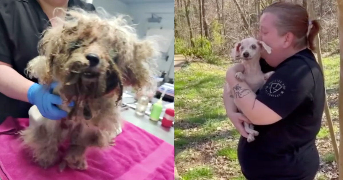 Blind 18-Yr-Old Dog That Went Missing Three Years Ago Smells His Mom’s Skin thumbnail