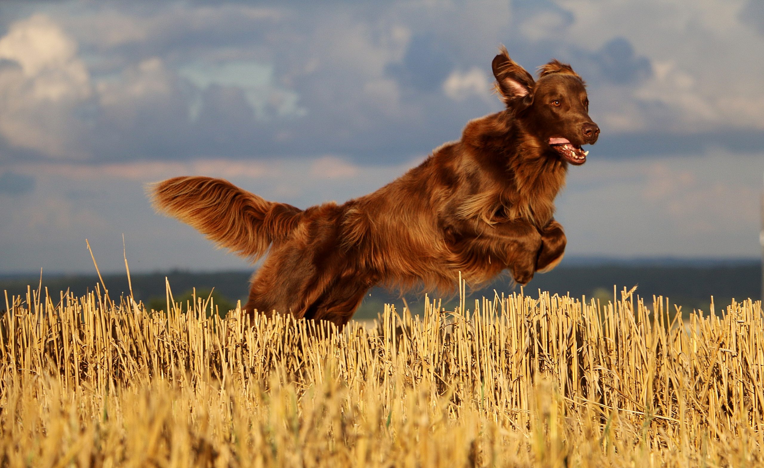 Flat,Coated,Retriever,Is,Jumping,On,A,Stubble,Field,In