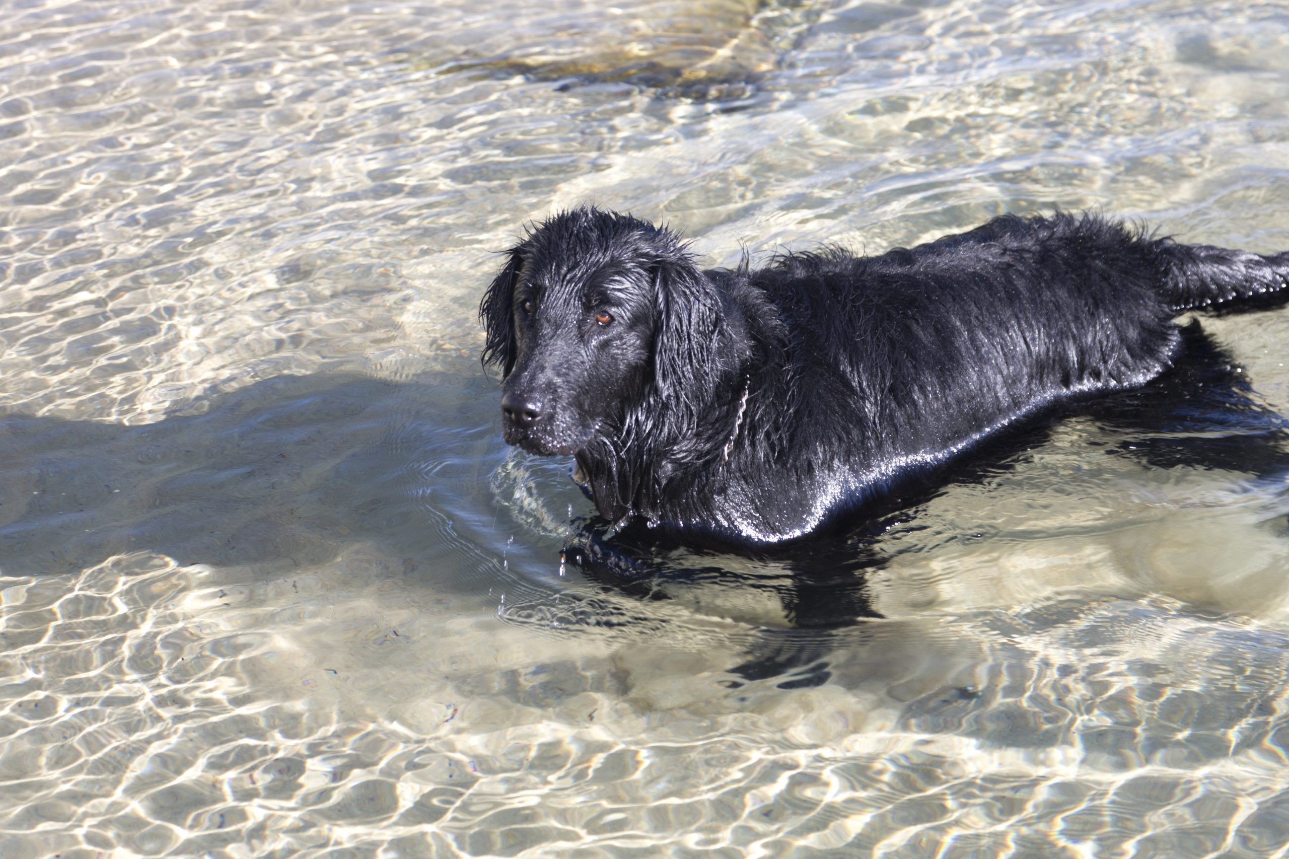 Dog,Flat,Coated,Retriever,Shore,machine,new,sun,cloudiness,closeup,wetlands,fiddler,sky,outdoor,macro,wild,natural,animal,wave,crab,summer,white,sand,sea,landscape,beach,water,flat