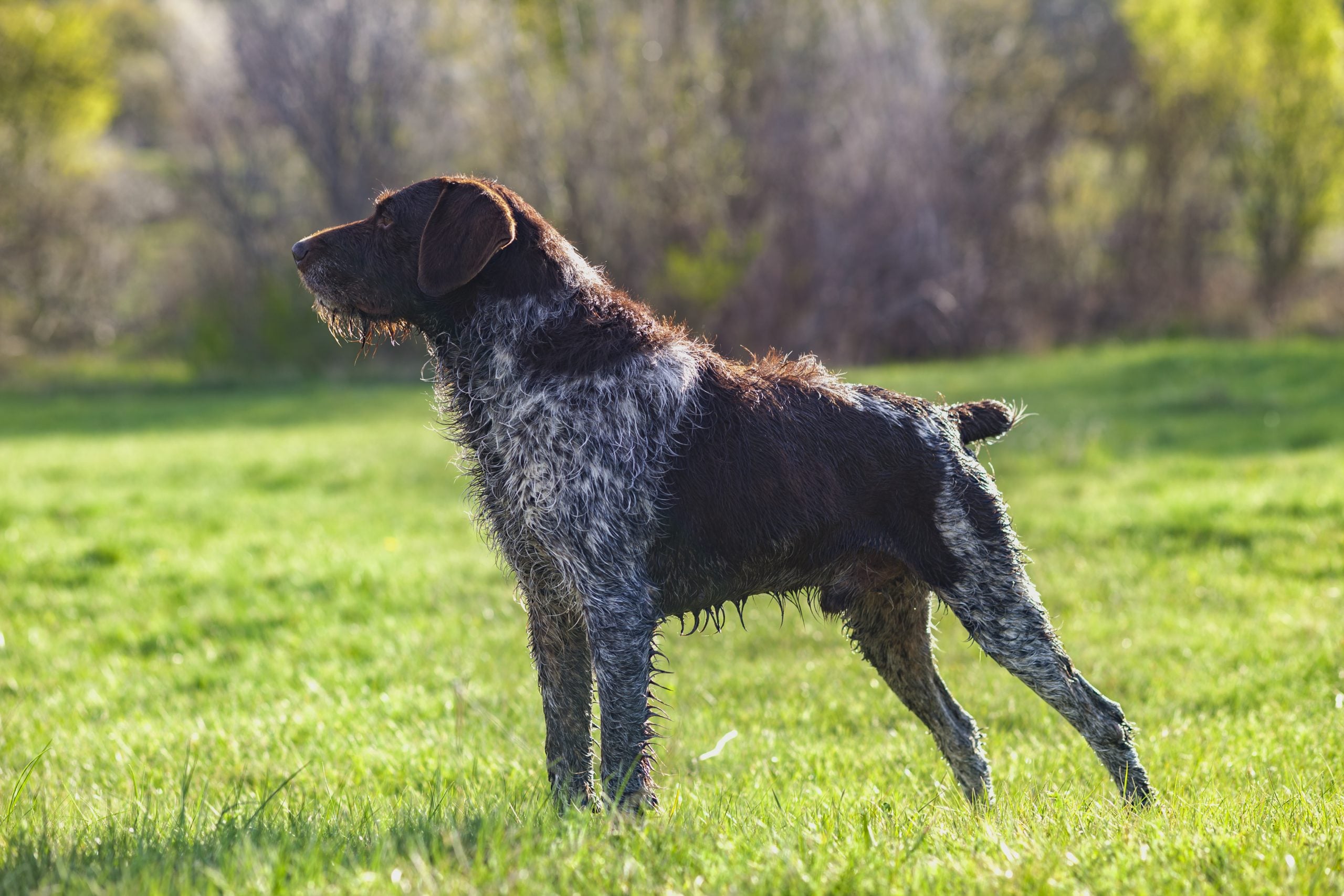 German Wirehaired Pointer with a rugged beard and intense eyes that evoke a wild forest companion.