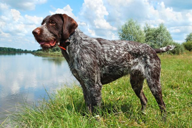 Ultimate German Wirehaired Pointer Puppy Shopping List: Checklist of 23 Must-Have Items