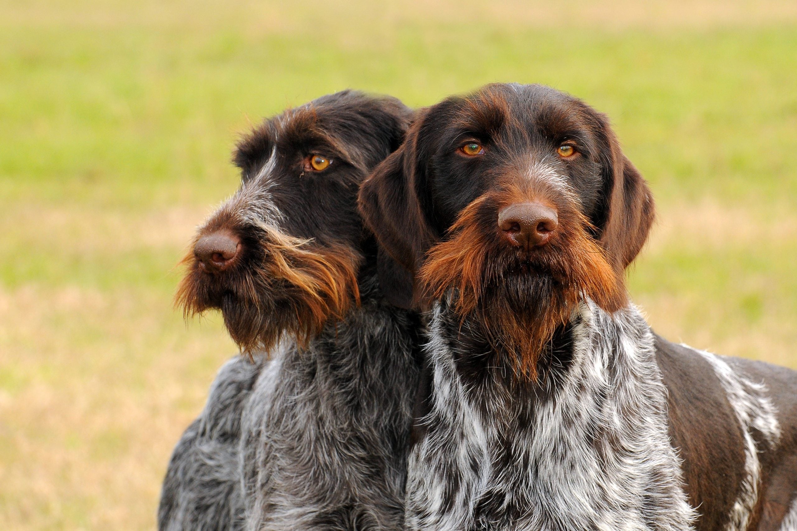 A shaggy dog showing off a wonderfully wild appearance and a playful, endearing expression.