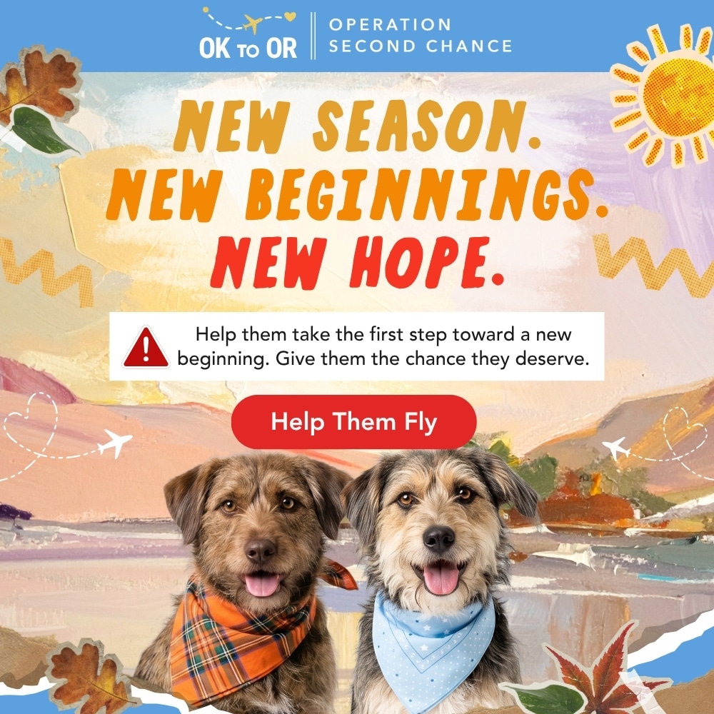 Second Chance Movement – Donate To Help Fund Flights for At-Risk Shelter Dogs to Safety