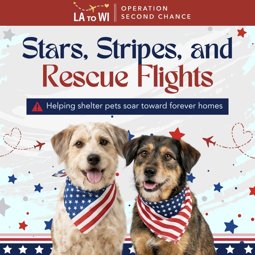 Stars, Stripes, and Rescue Flights - Helping Shelter Pets Soar Toward Forever Homes