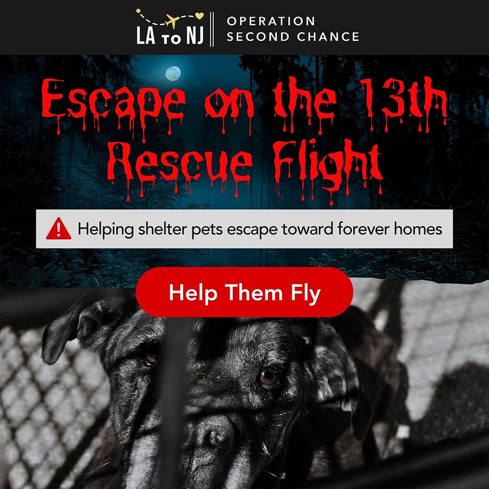 Second Chance Movement ™– Donate To Help Fund Flights to Help Shelter Dogs Escape Their Scary Reality