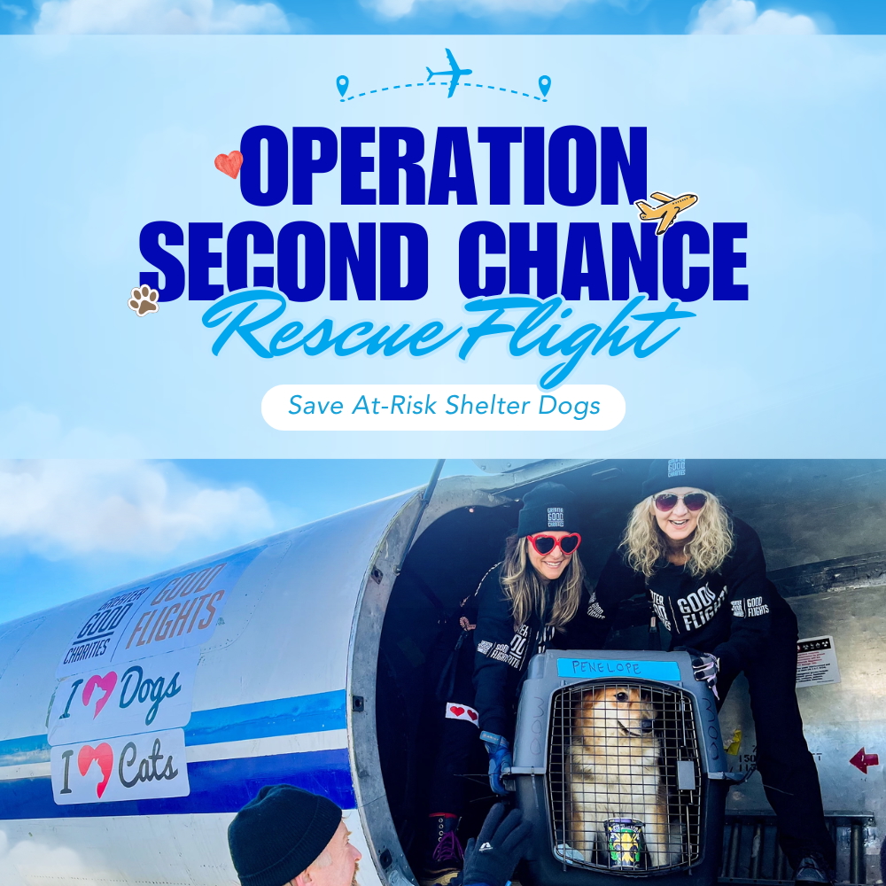 Second Chance Movement ™â€“ Donate To Help Fund Flights for At-Risk Shelter Dogs to Safety