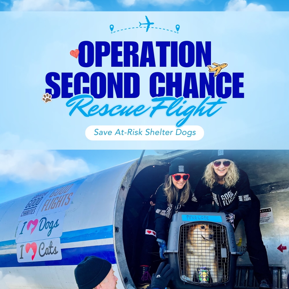 Second Chance Movement ™– Donate To Help Fund Flights for At-Risk Shelter Dogs to Safety