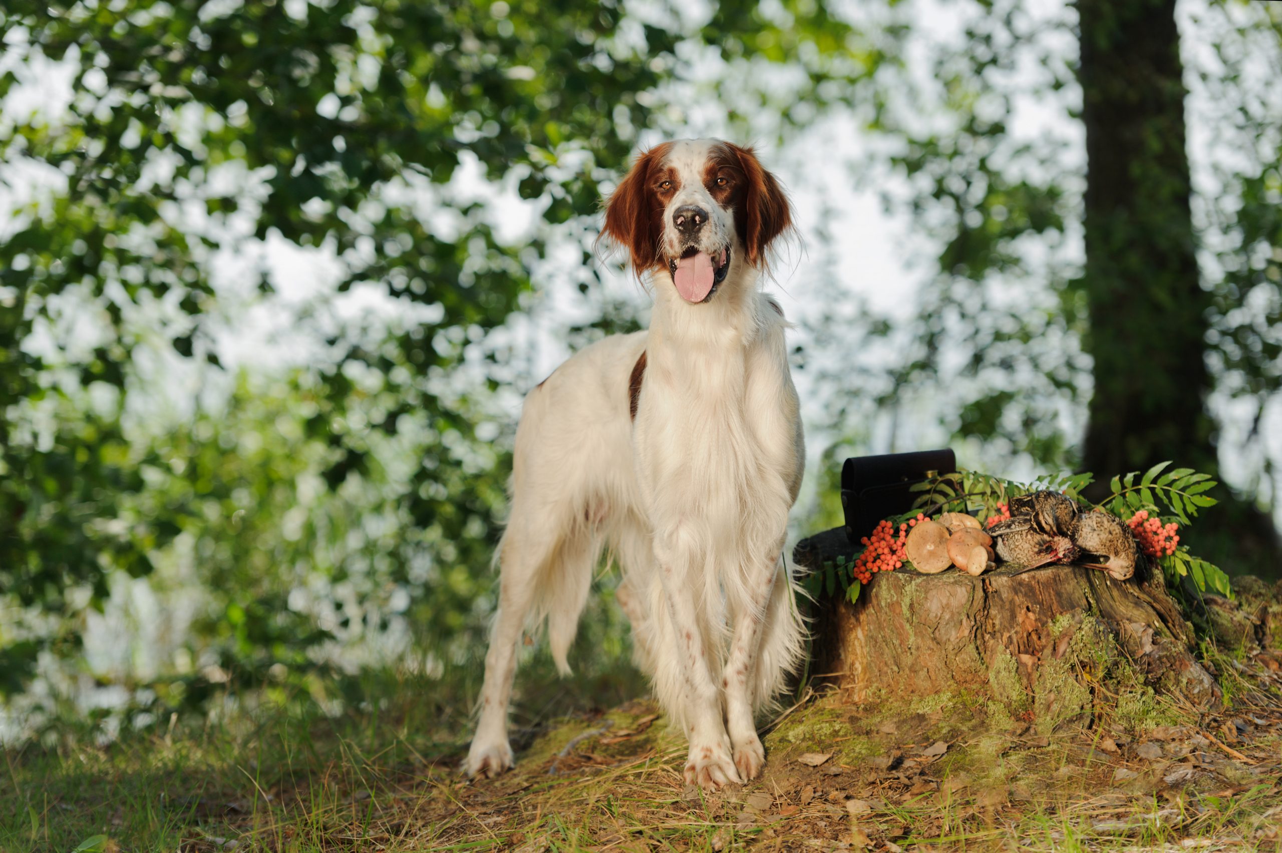 Red and White Irish Setter