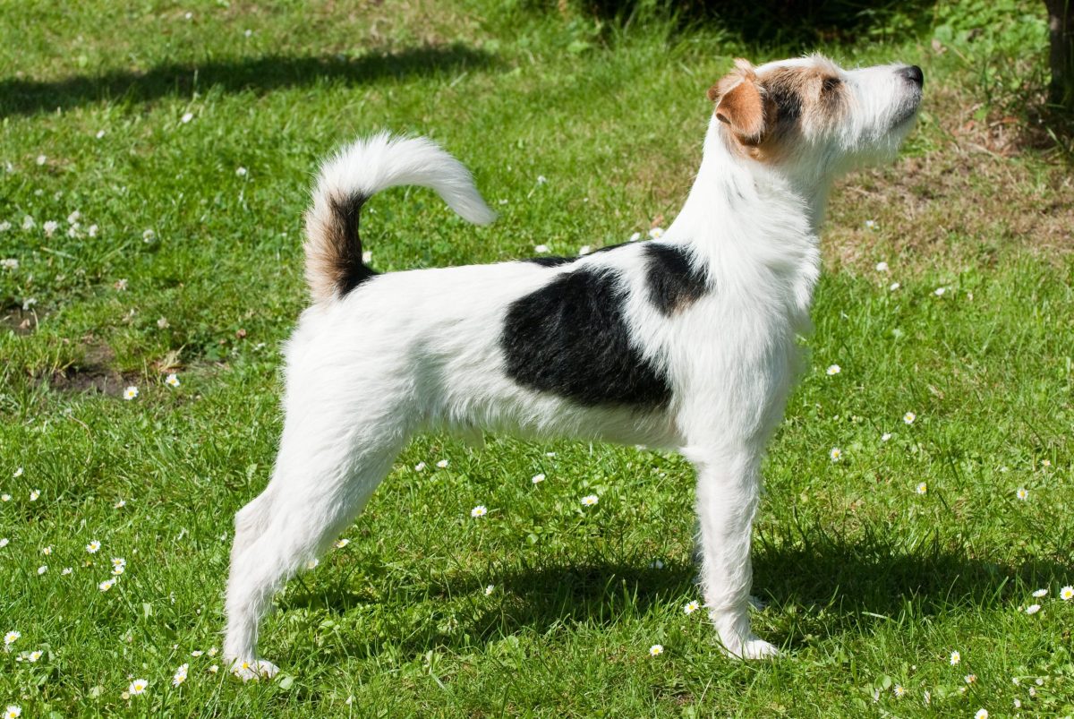 Parson Russell Terrier sprinting forward with fierce focus and playful determination.