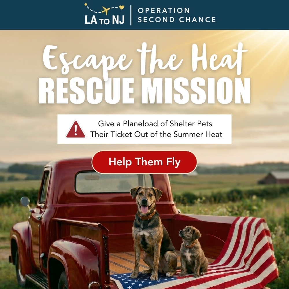 Escape the Heat Rescue Mission – Donate To Help Fund Flights for At-Risk Shelter Dogs to Safety