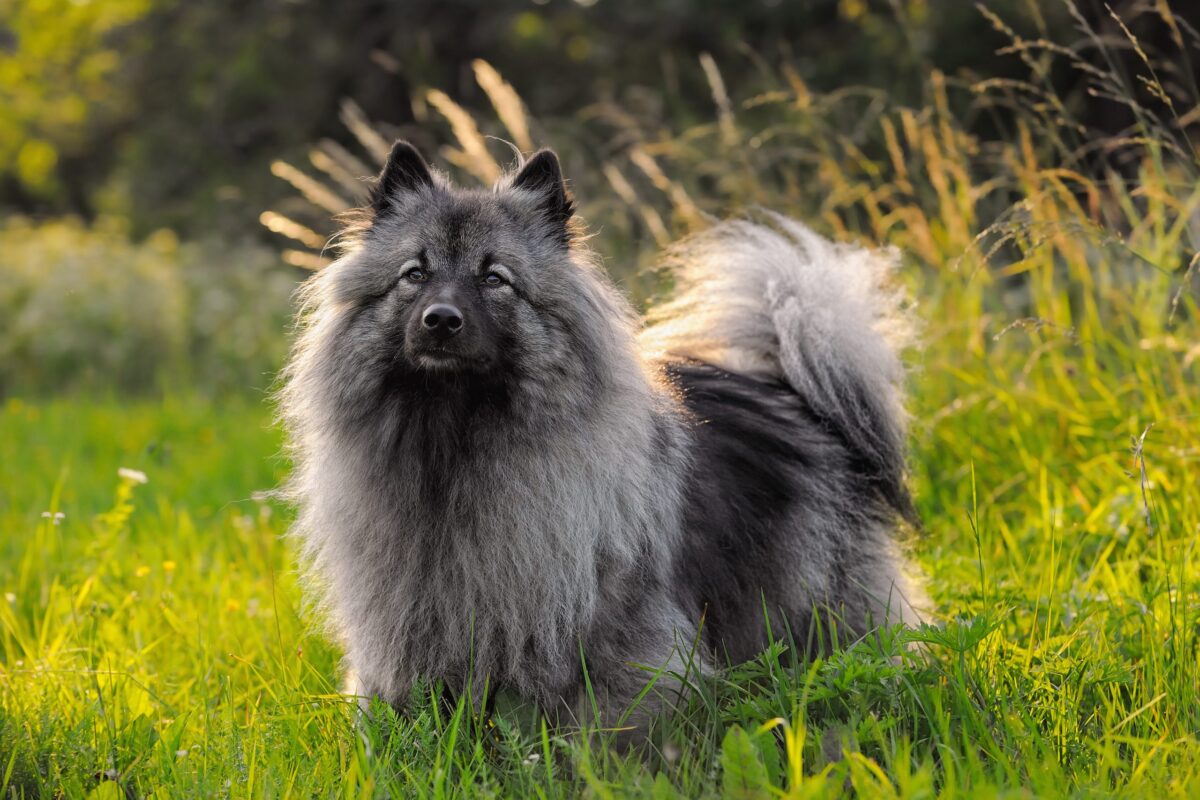 Keeshond