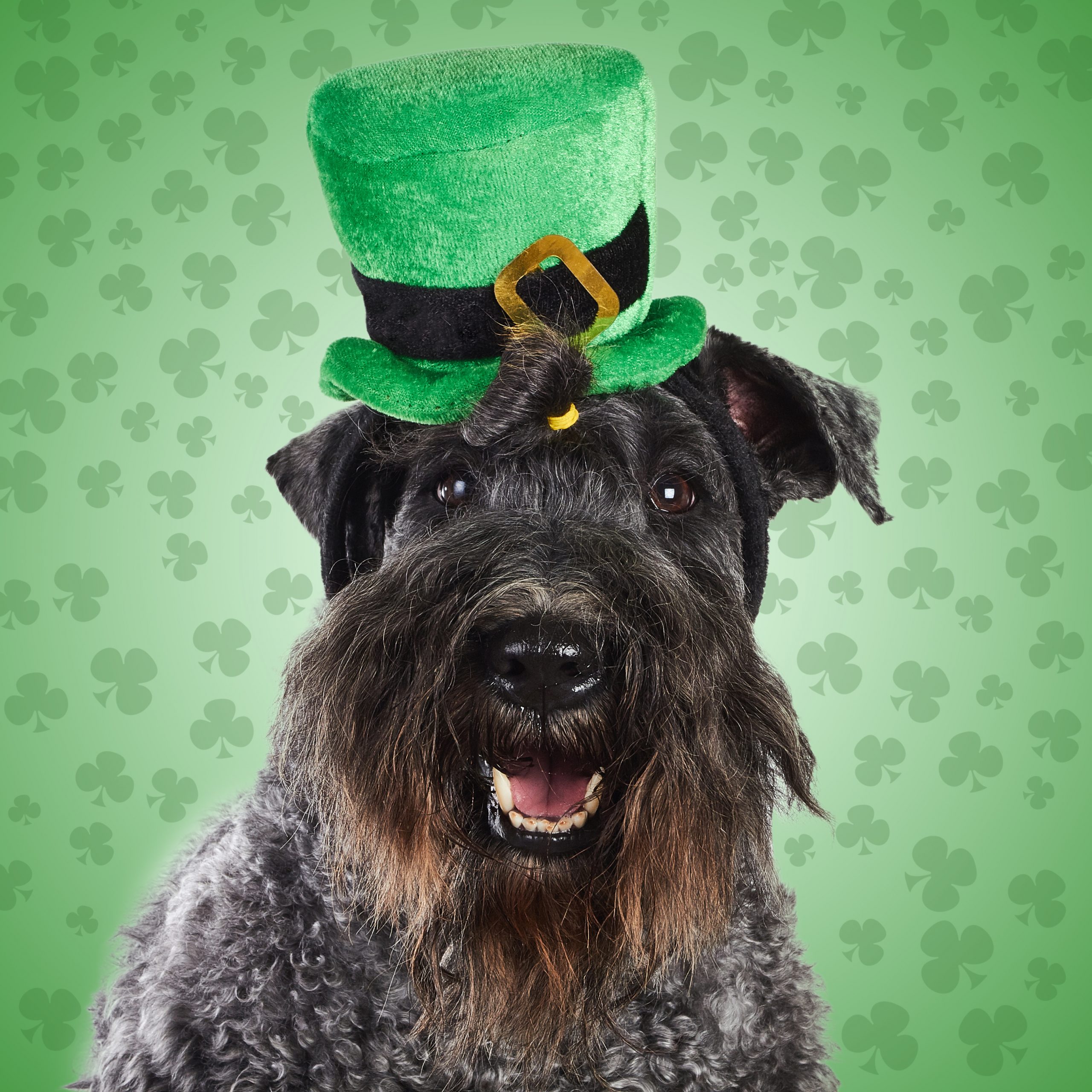 Kerry,Blue,Terrier,Dog,Ready,For,St.,Patrick's,Day