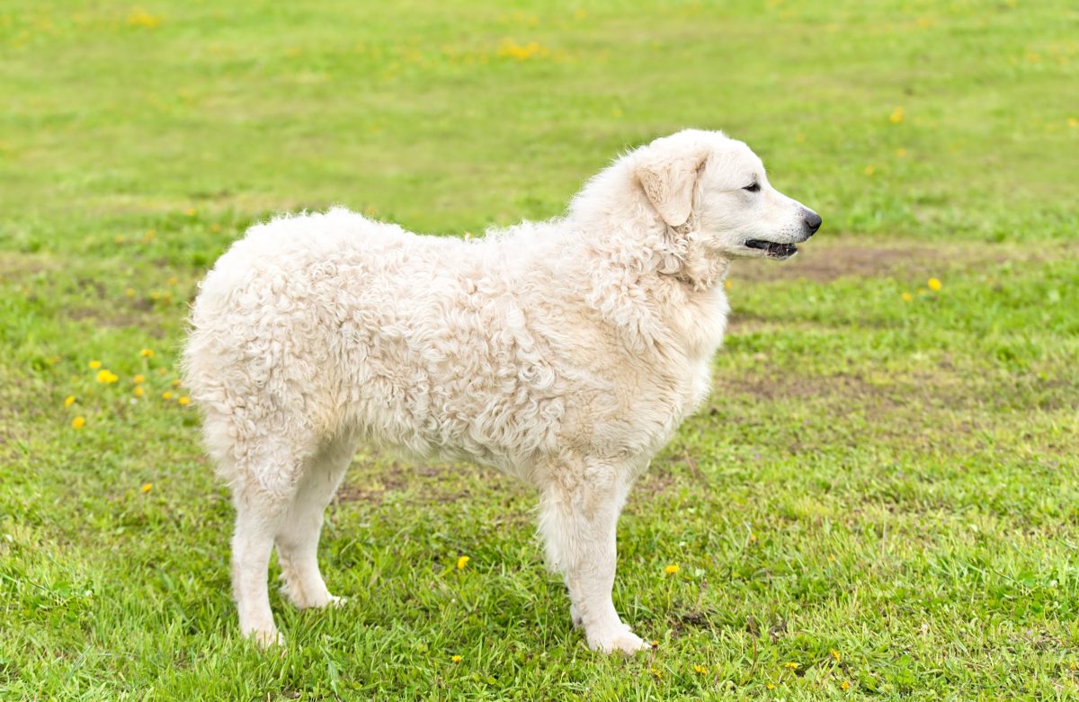 Kuvasz