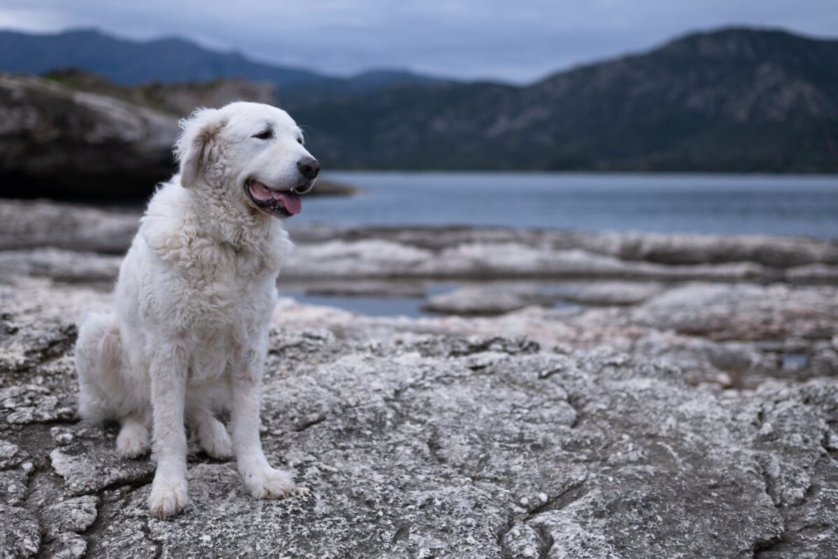 Beautiful,White,Kuvasz,Dog,Sitting,On,The,Rocks,By,The