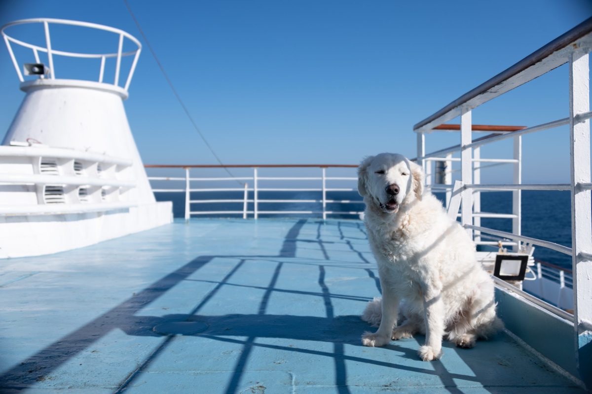 Kuvasz displaying large sturdy paws suited to its athletic guardian heritage.