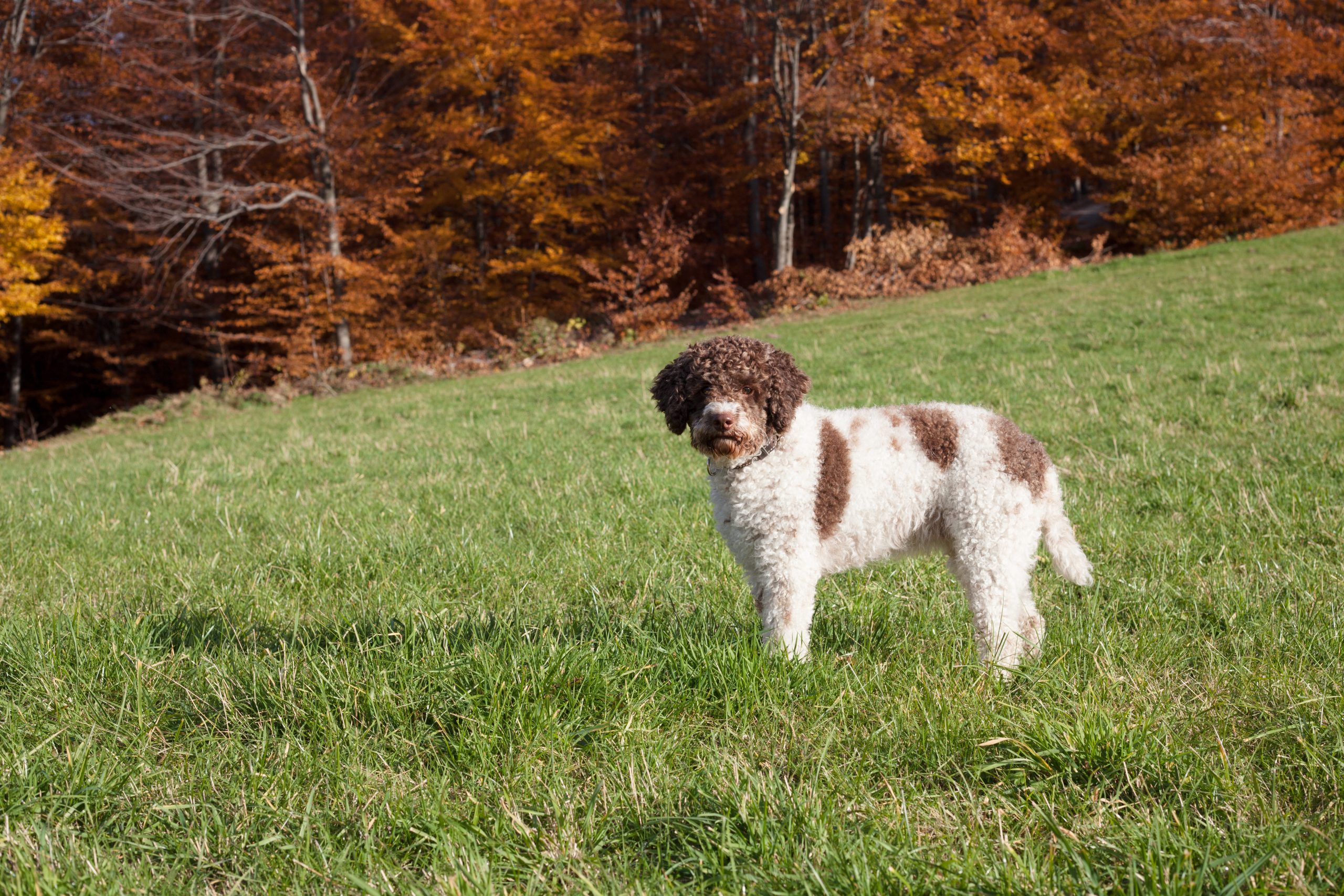 Lagotto,Romagnolo,In,The,Woods