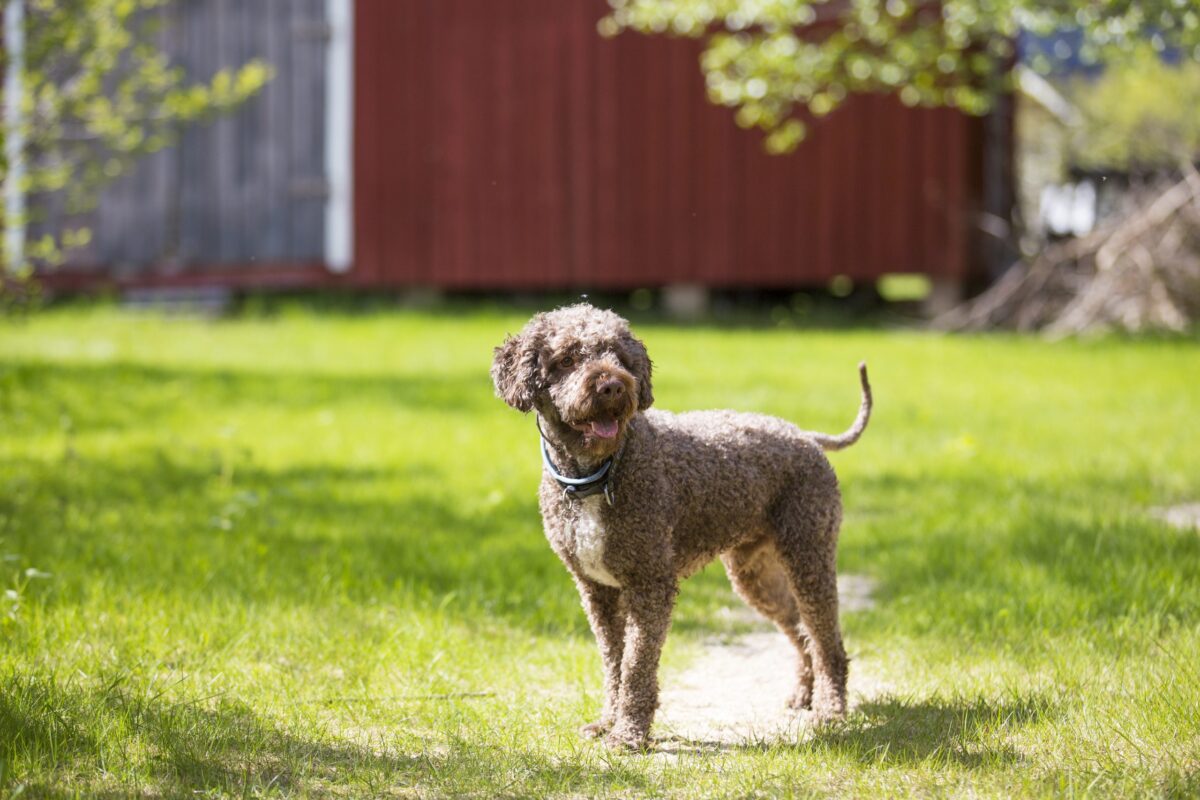 Lagotto Romagnolo