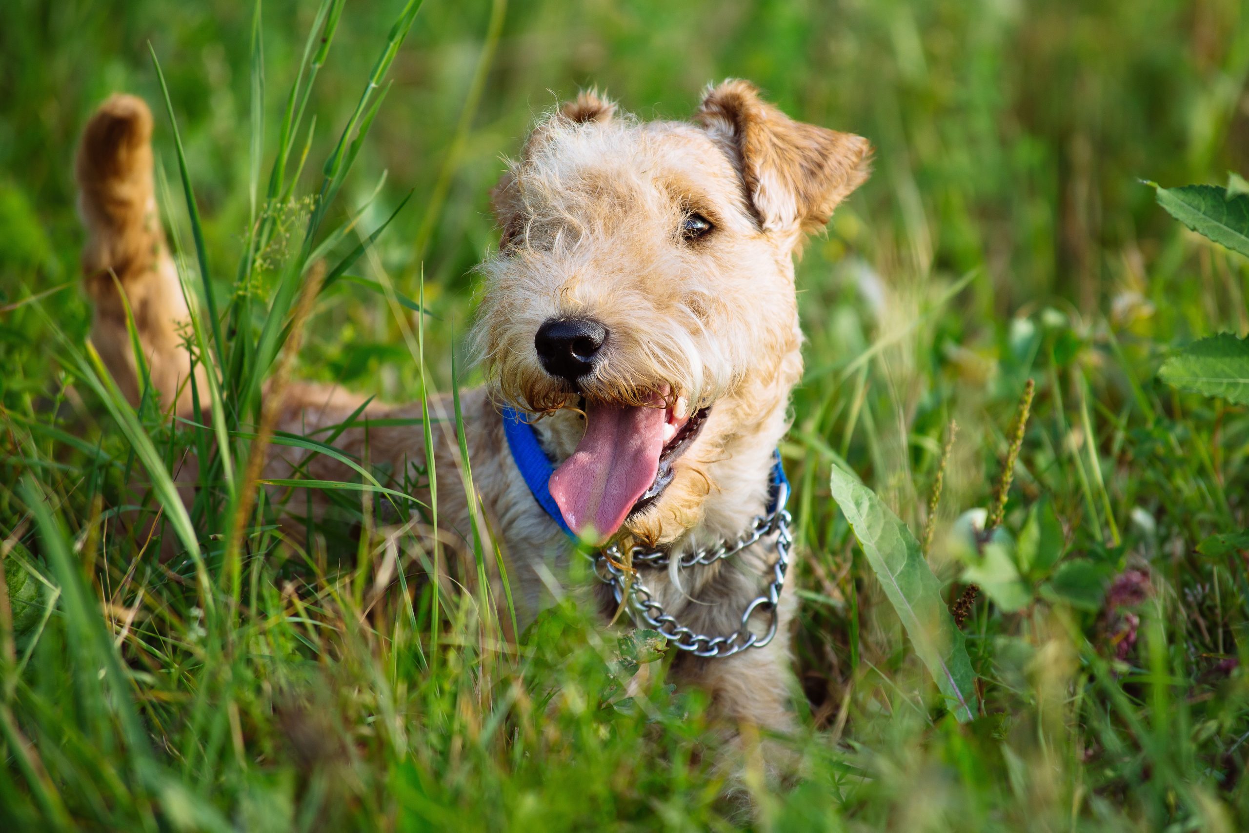 Lakeland,Terrier,Dog,Walking,Through,The,Tall,Grass,In,The