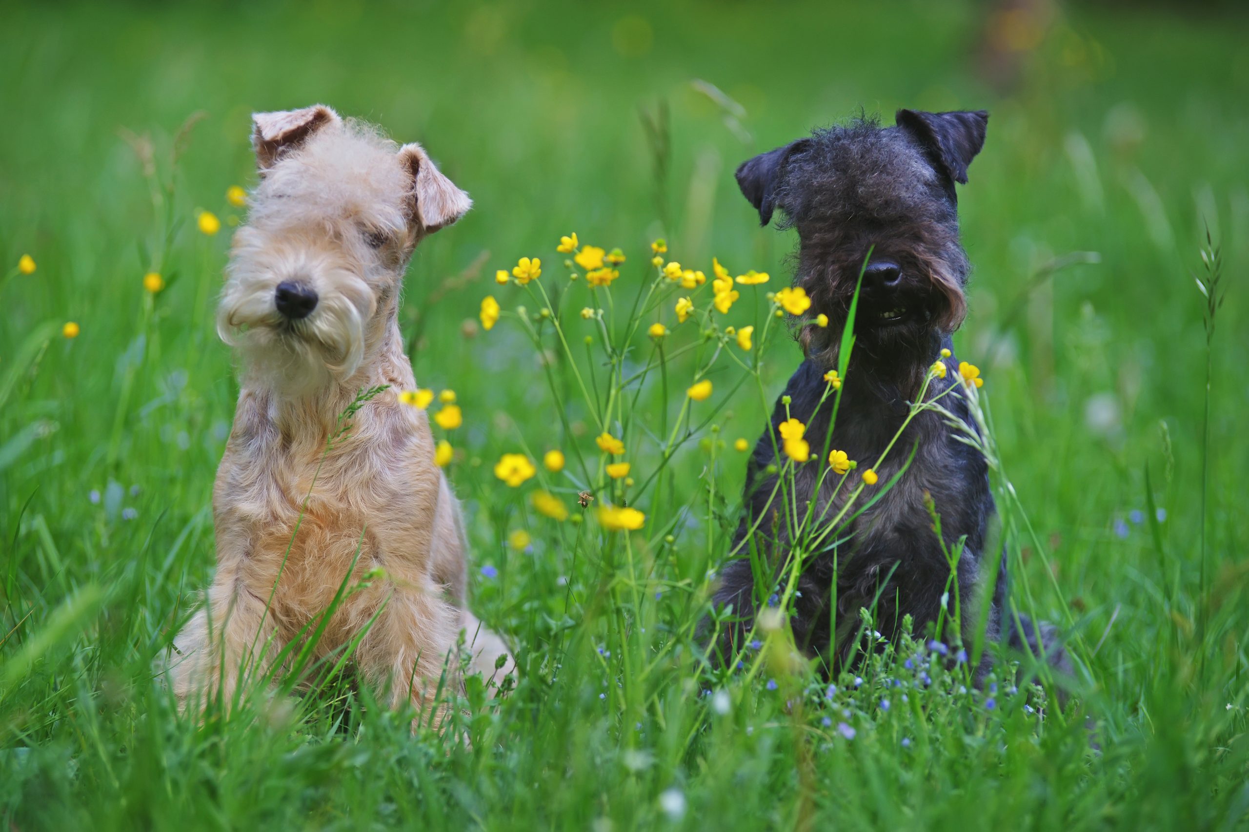 Red,And,Blue,Lakeland,Terrier,Dogs,Sitting,Outdoors,On,A
