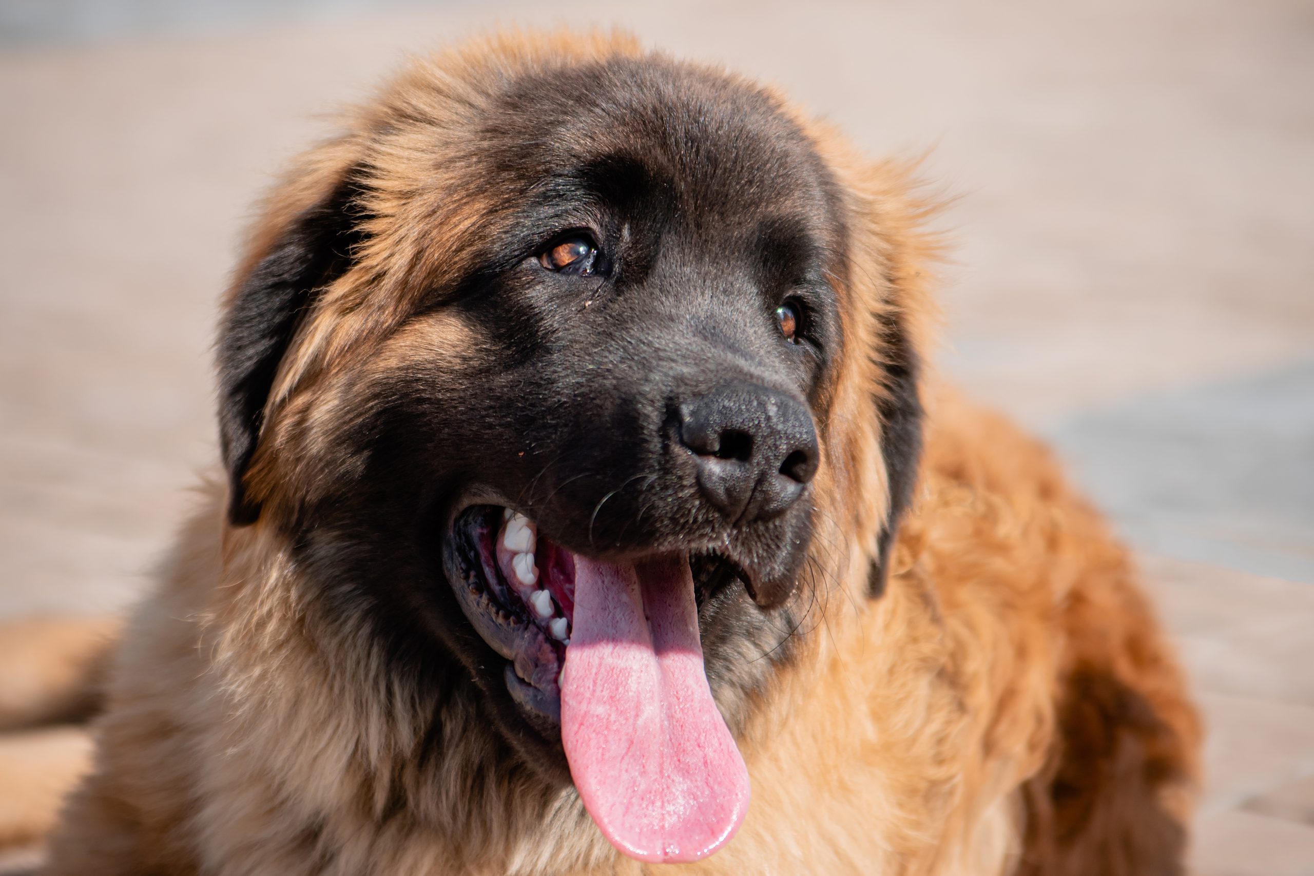 Portrait,Of,A,Purebred,Dog,Breed,Leonberger,On,The,Background