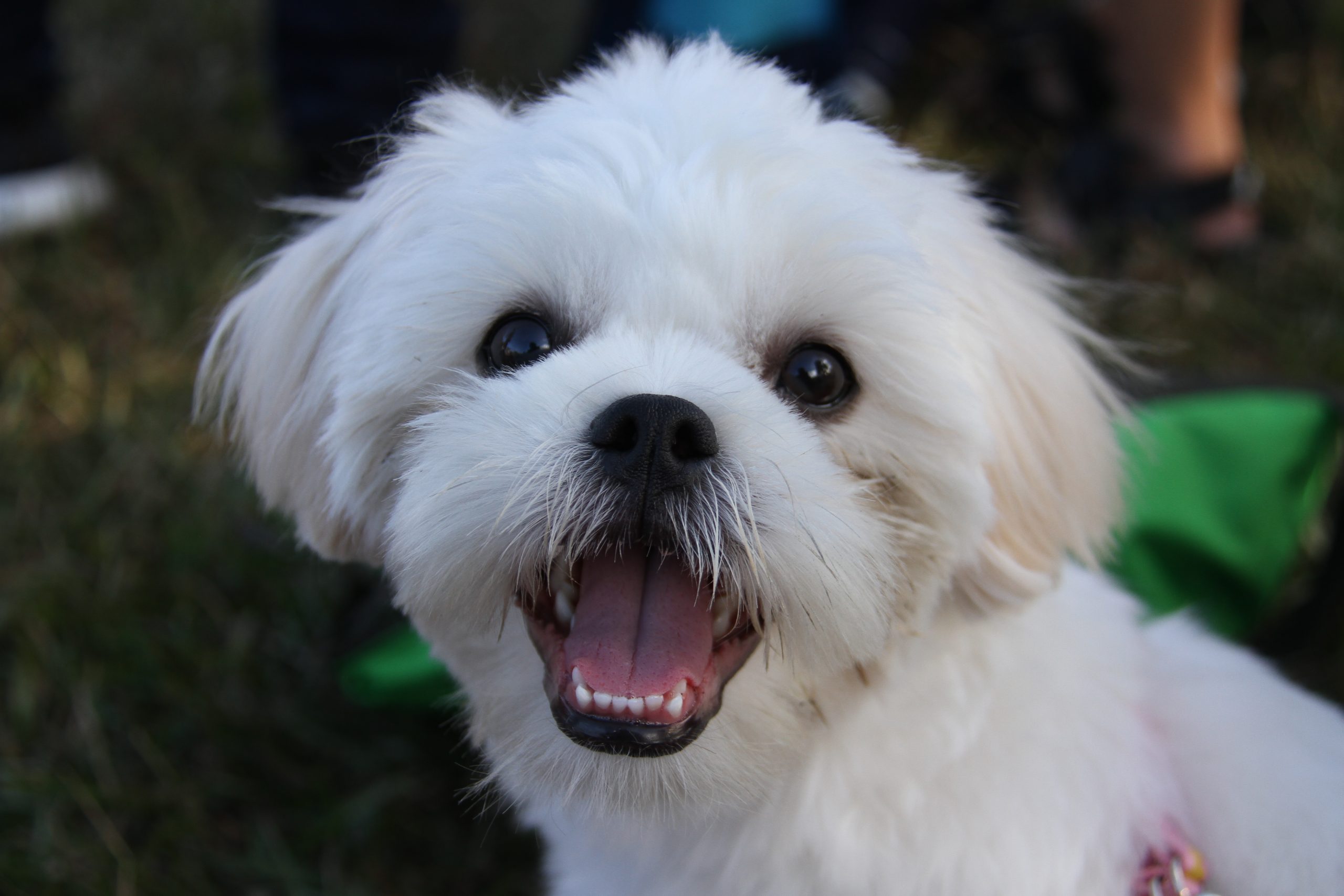 Cute,Shih,Tzu-maltese,Mix,Puppy,That,Loves,Smiling.