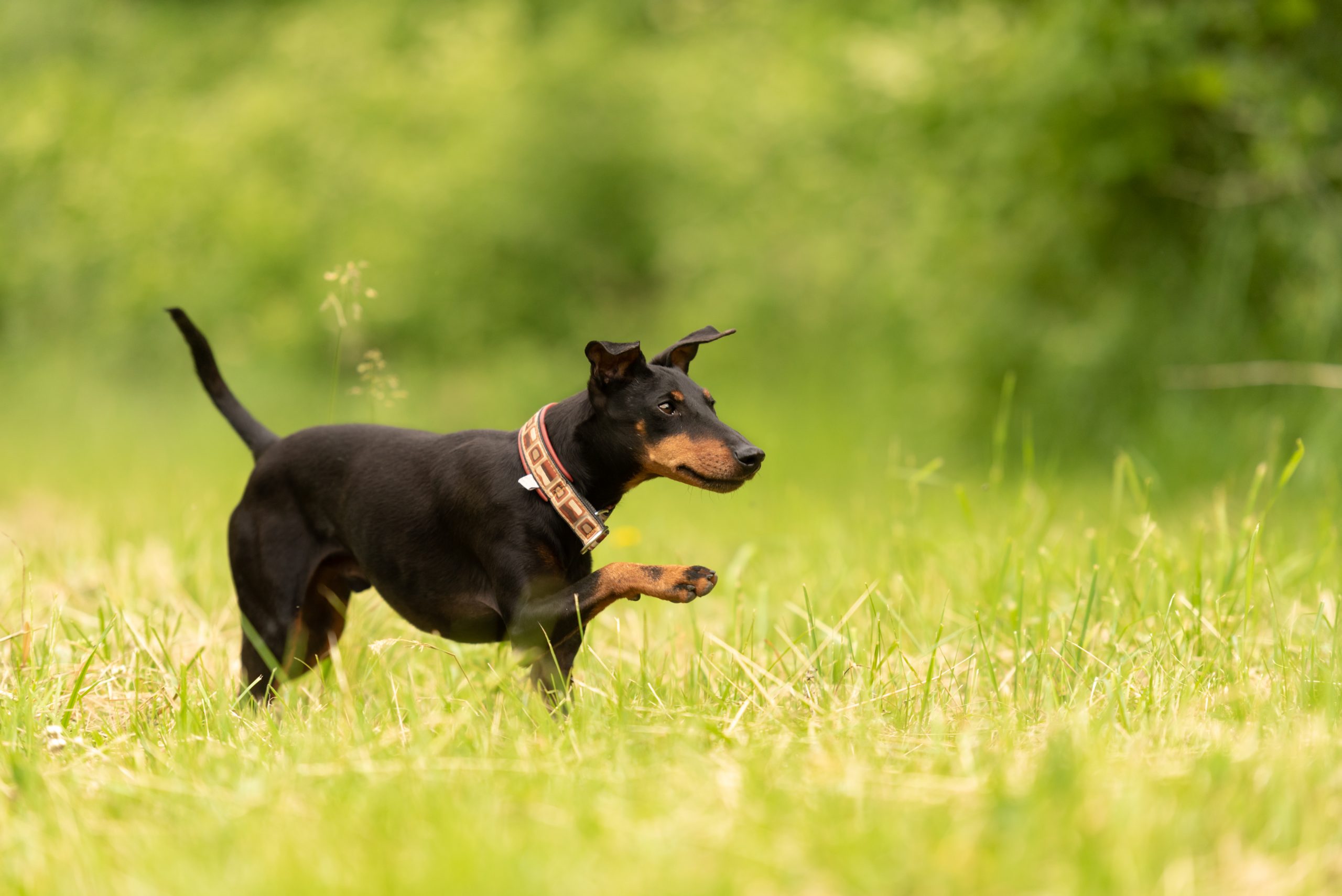 Cute,Manchester,Terrier,Dog,Runs,Over,A,Green,Meadow,In