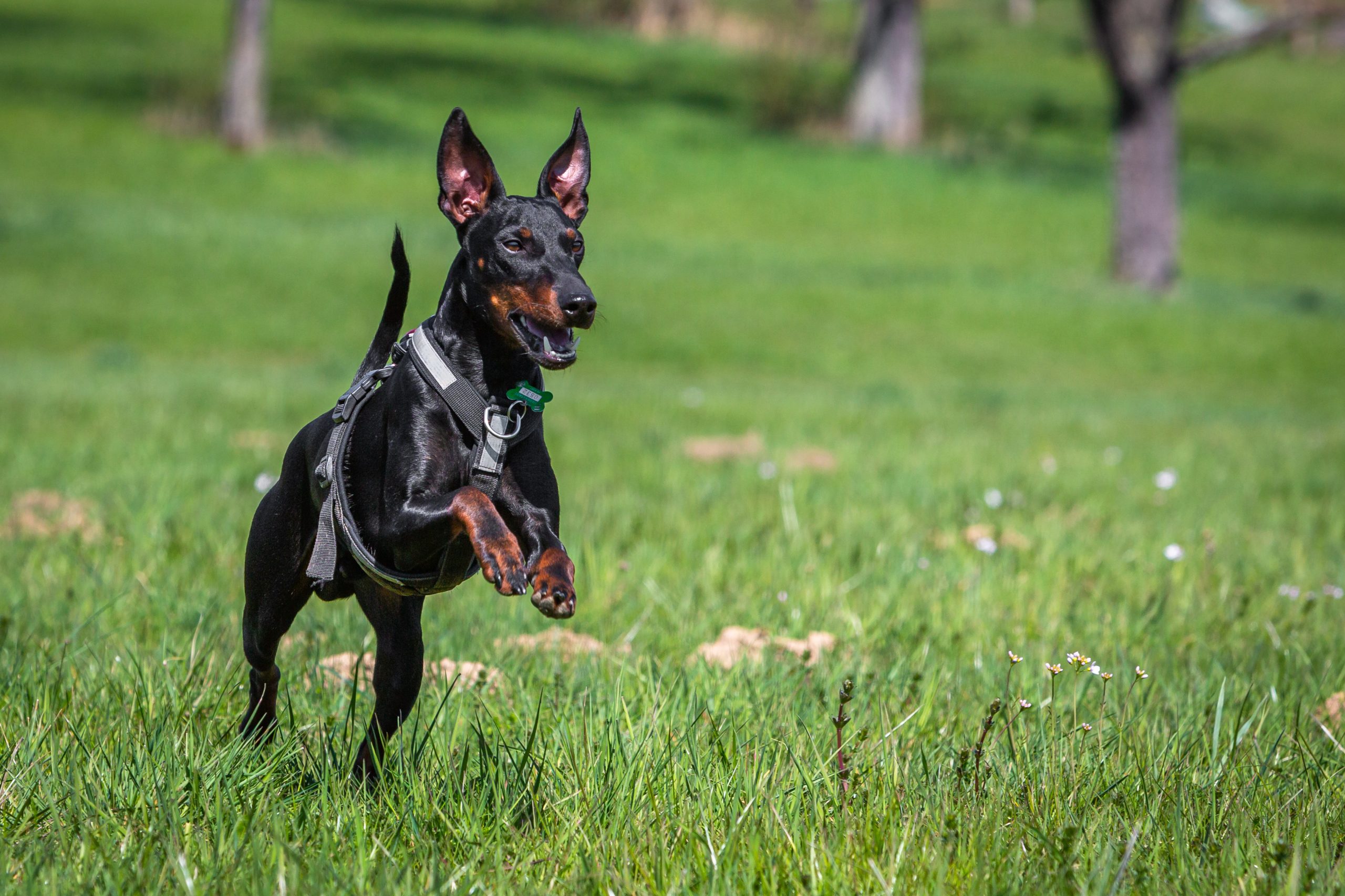 Manchester,Terrier,Speeding,On,A,Green,Meadow