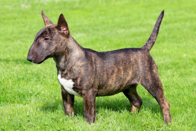 Miniature Bull Terrier