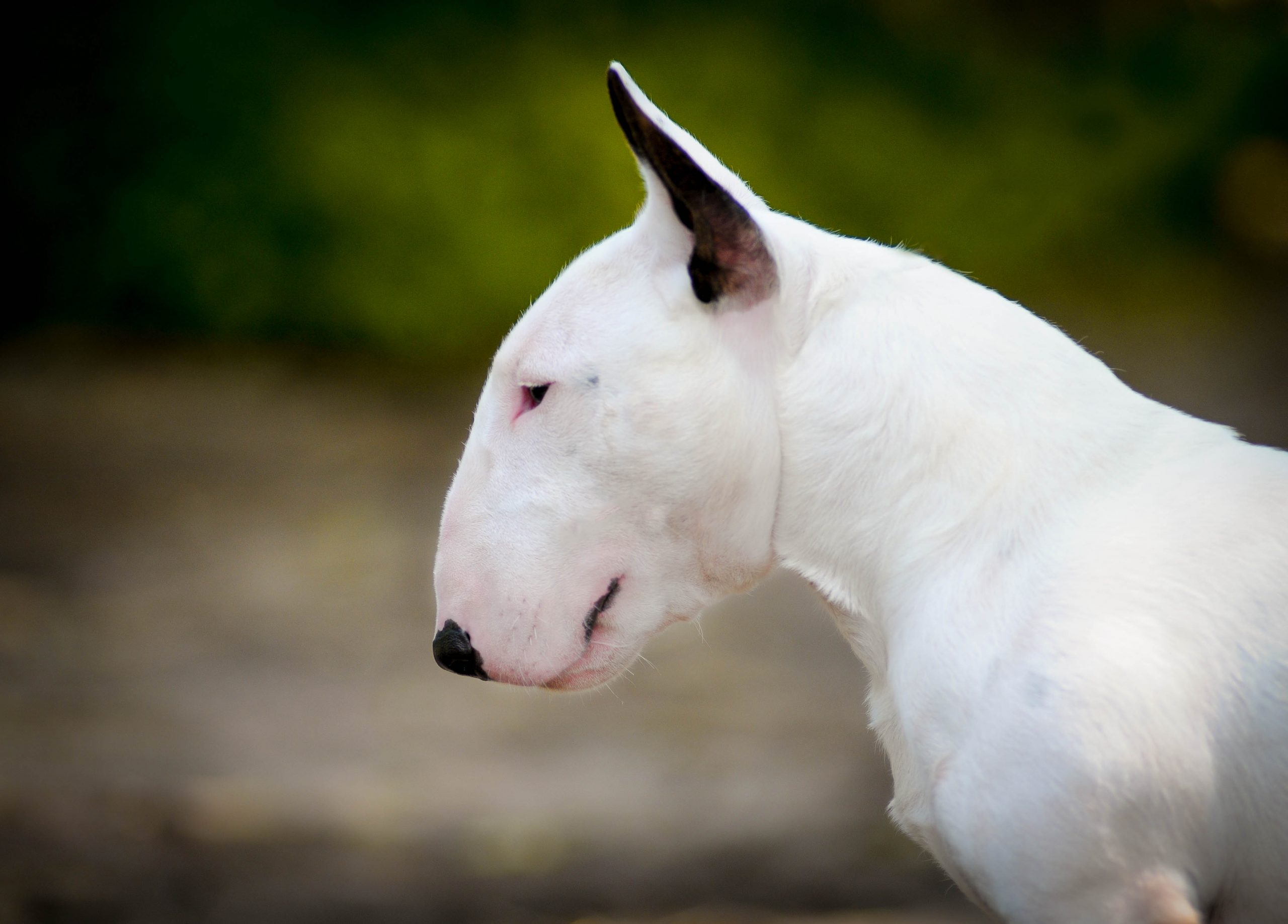 Miniature,Bullterrier,Boy.,White,Bull,With,Beautiful,Head.