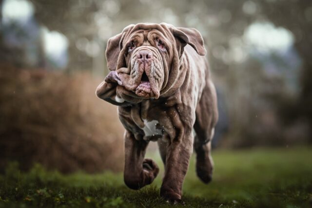 Neapolitan Mastiff