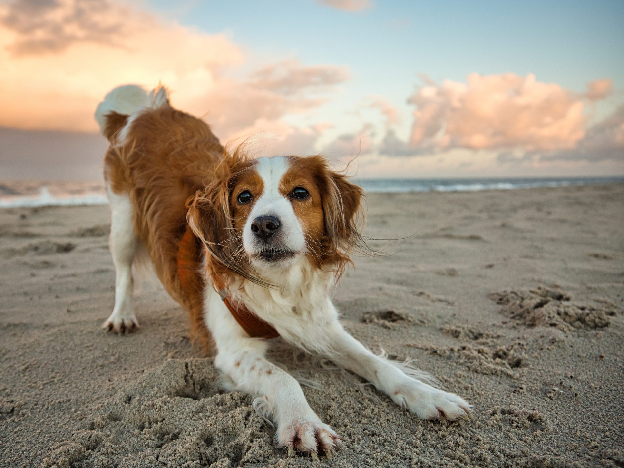 Nederlandse,Kooikerhondje,Dog,On,Beach