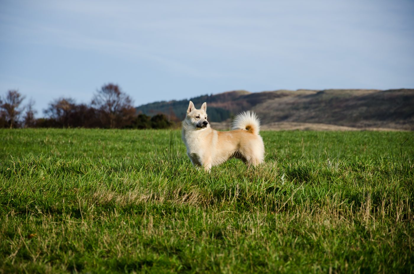 Norwegian Buhund