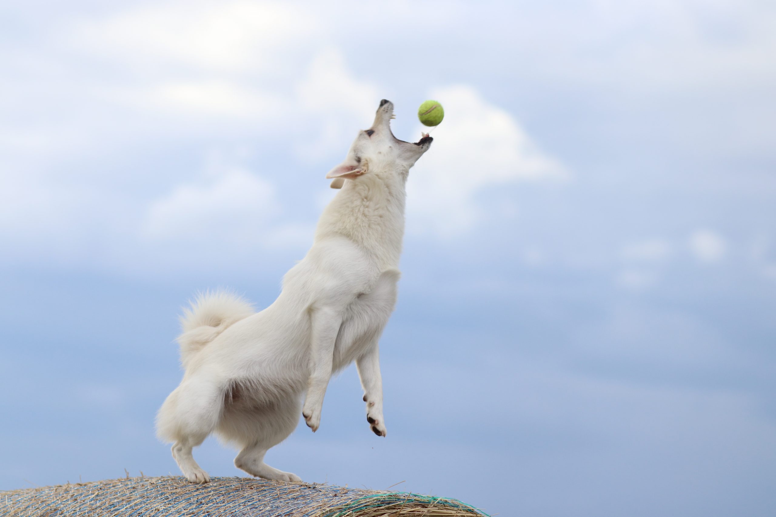 Dog,Playing,And,Jumping