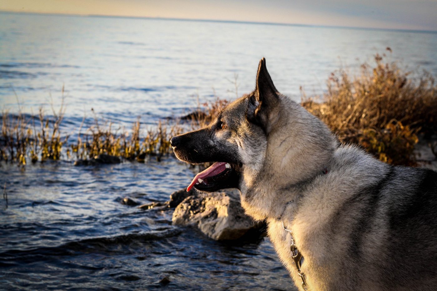 Norwegian Elkhound