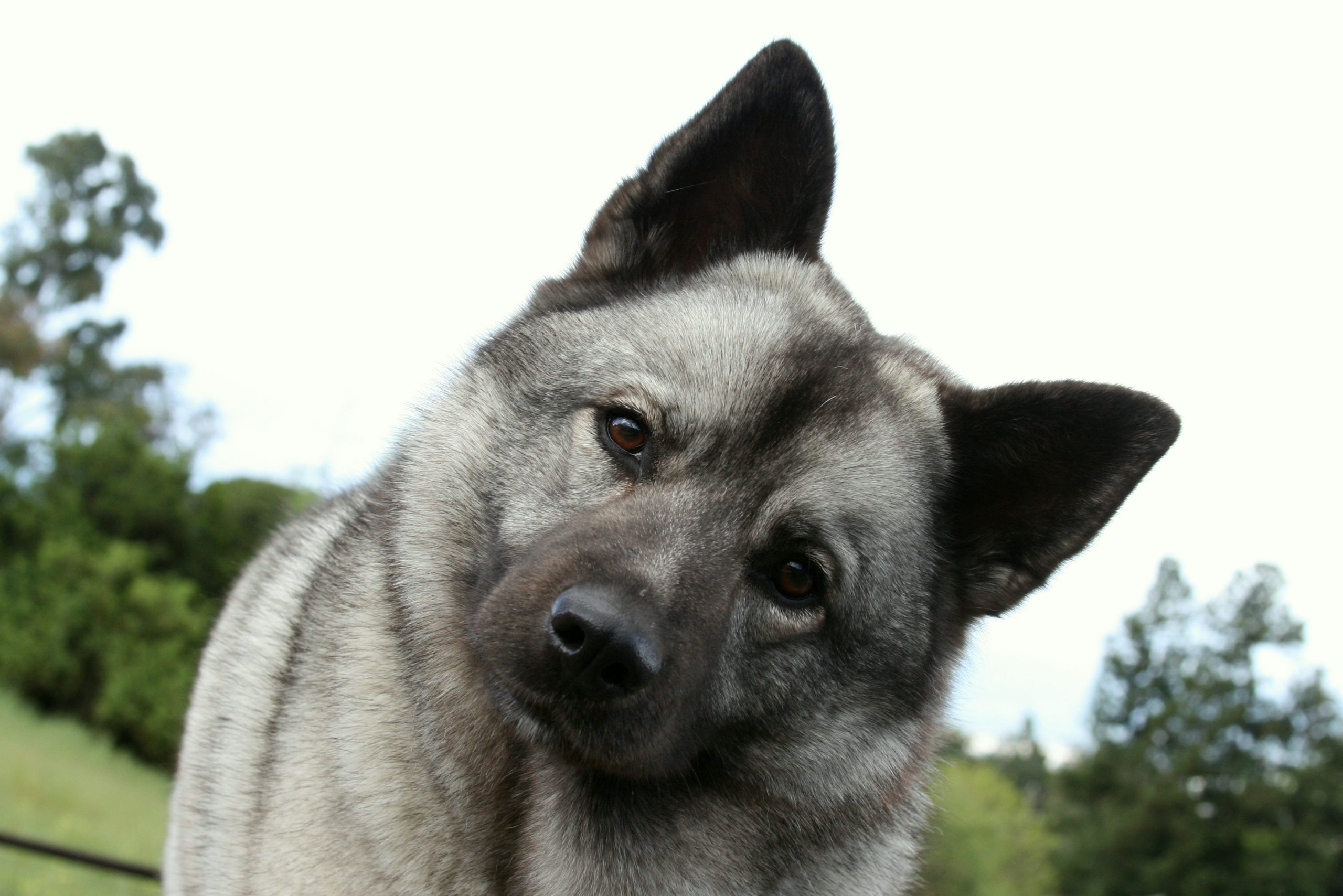 Norwegian,Elkhound,Dog,With,Tilted,Head