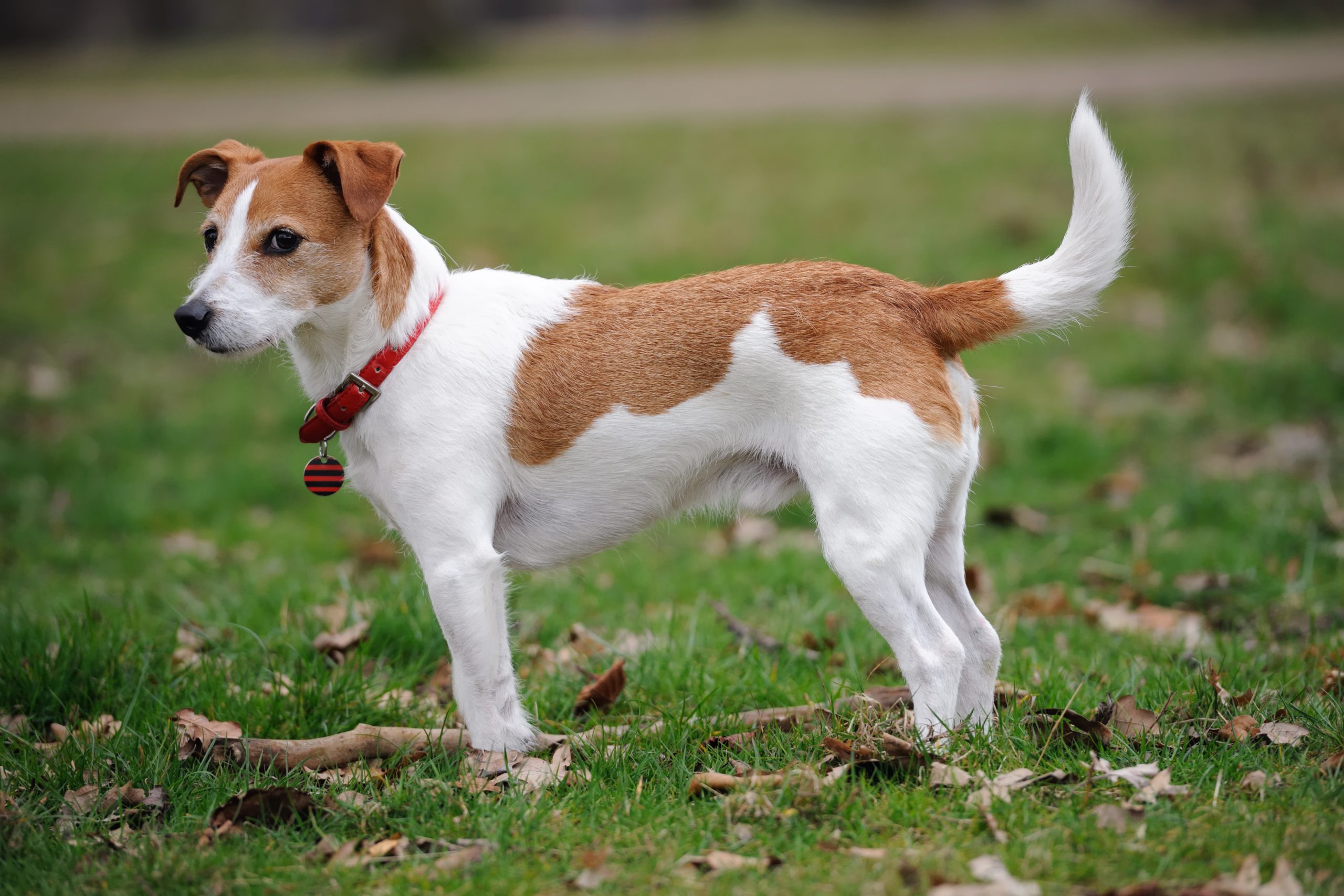 Parson,Jack,Russell,Terrier,Standing,In,A,Park