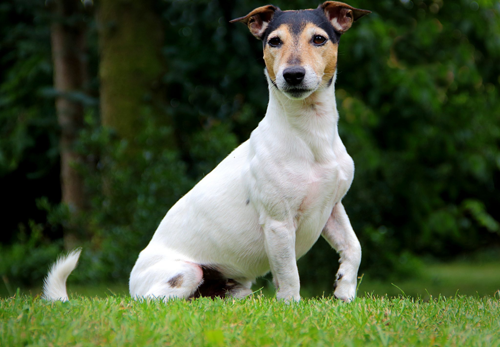 Pest Control Dogs The Best 10 Dog Breeds for Pest Control - iHeartDogs.com
