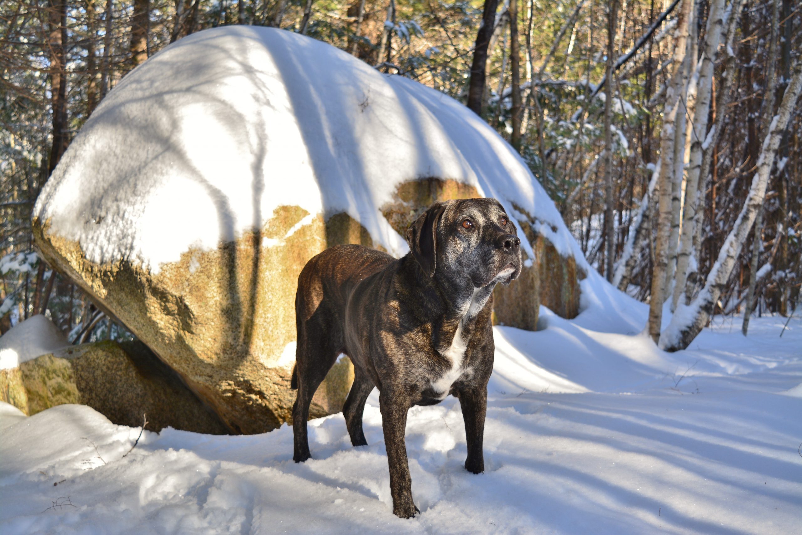 Plott,Hound,In,The,Woods,In,New,Hampshire.