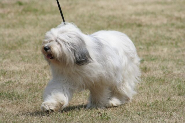 Polish Lowland Sheepdog