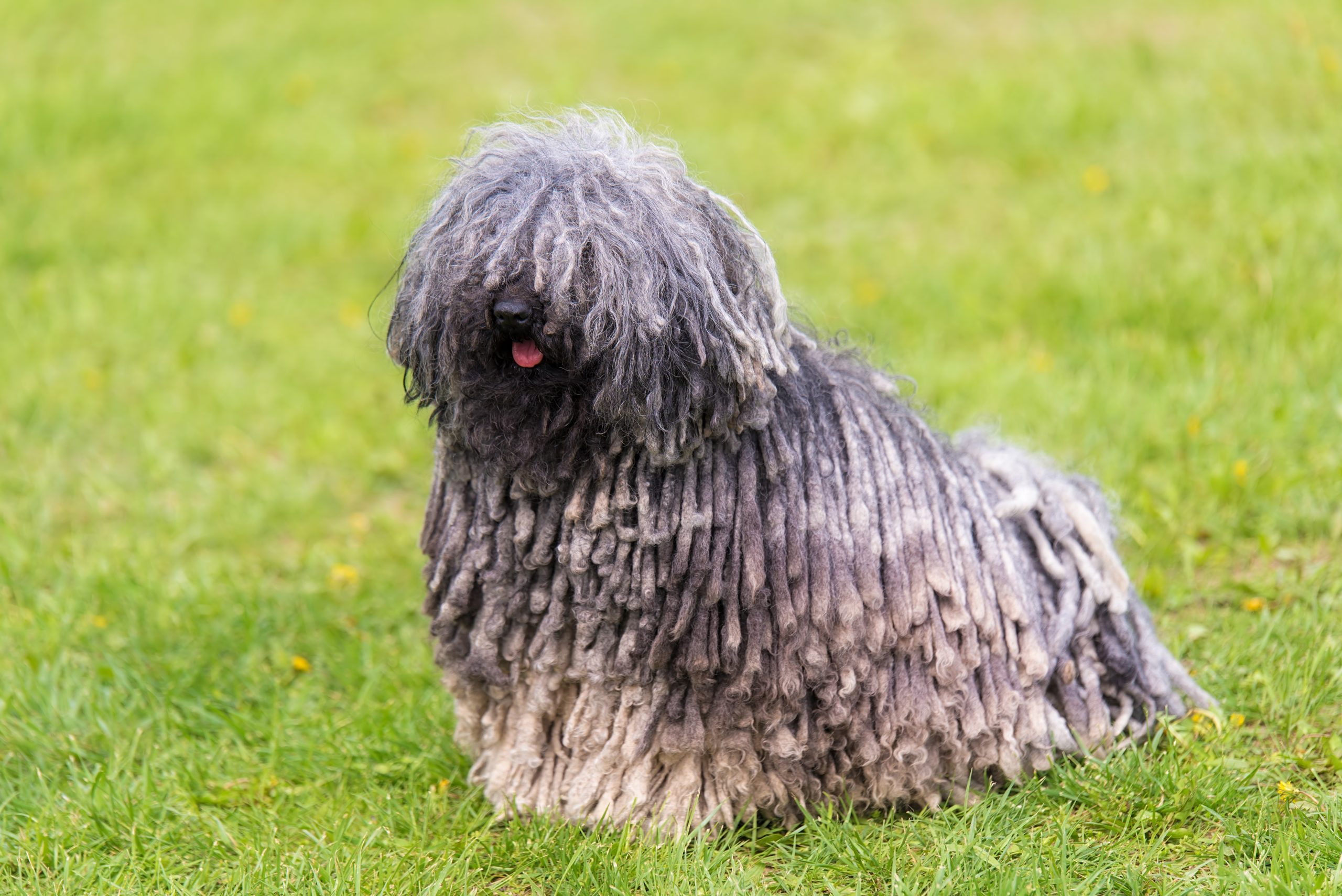 Gray,Hungarian,Puli,Dog,In,The,Green,Park