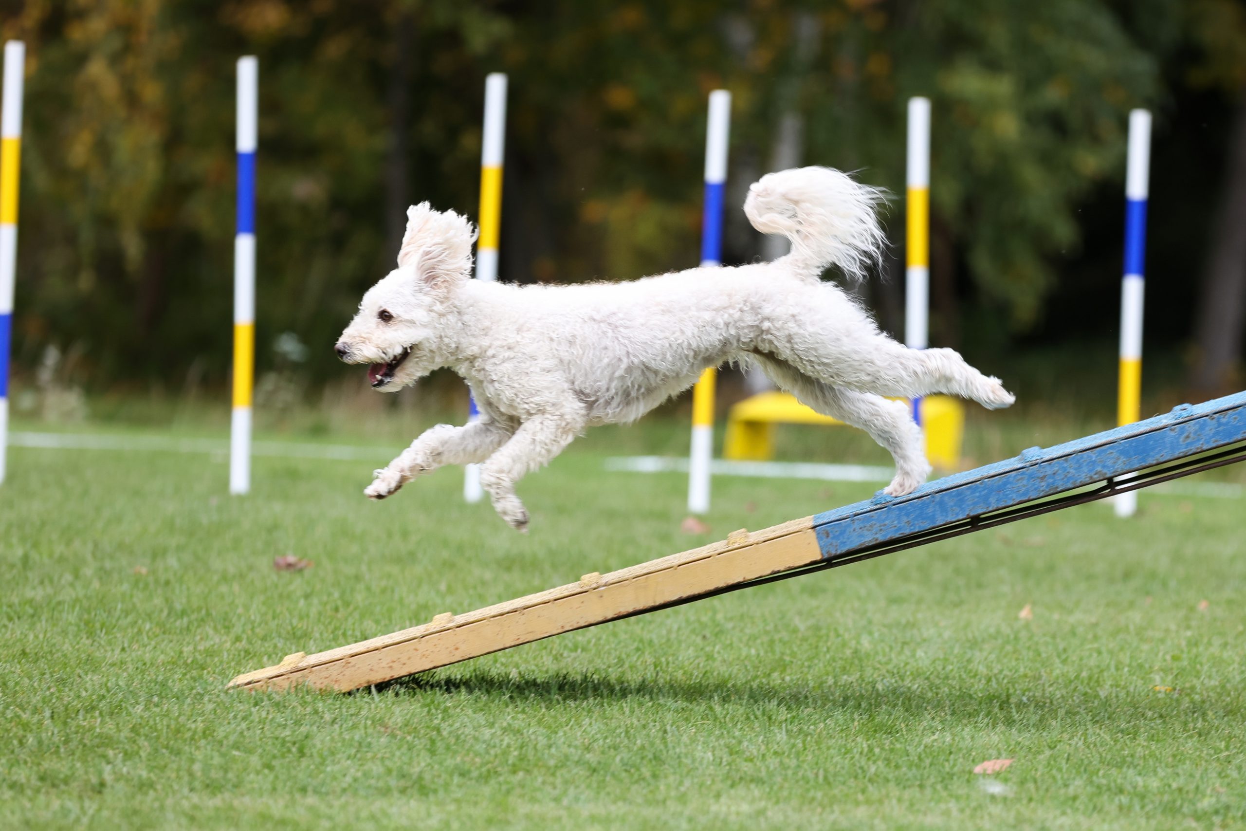 Working,Hungarian,Sheepdog,Running,Agility,Obstacle,Dog,Walk,With,Contact