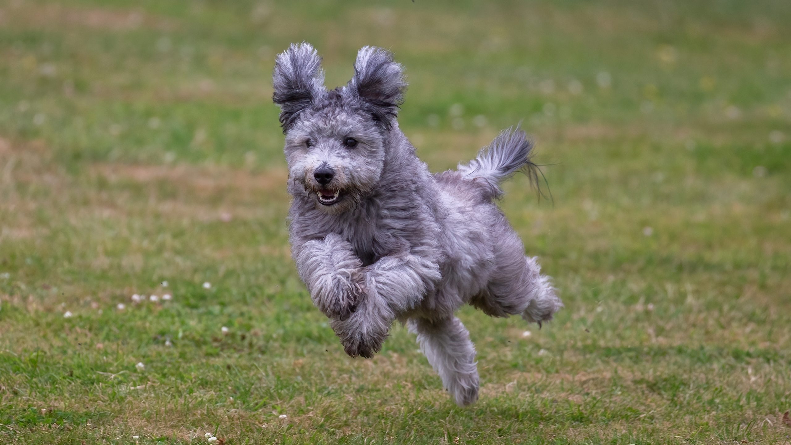 Hungarian,Pumi,Dog,Running,Very,Fast,On,Grass