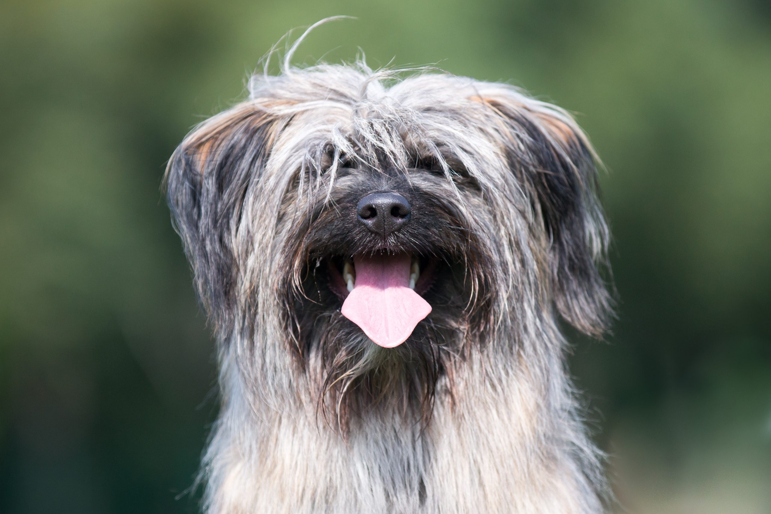 Cool,Funny,Pyrenean,Shepherd,Young,Male,Rough-faced,Of,Fawn,Tan