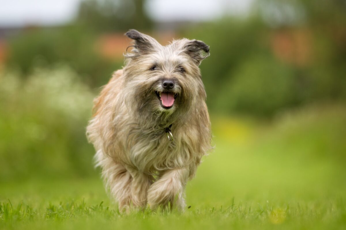 Pyrenean Shepherd