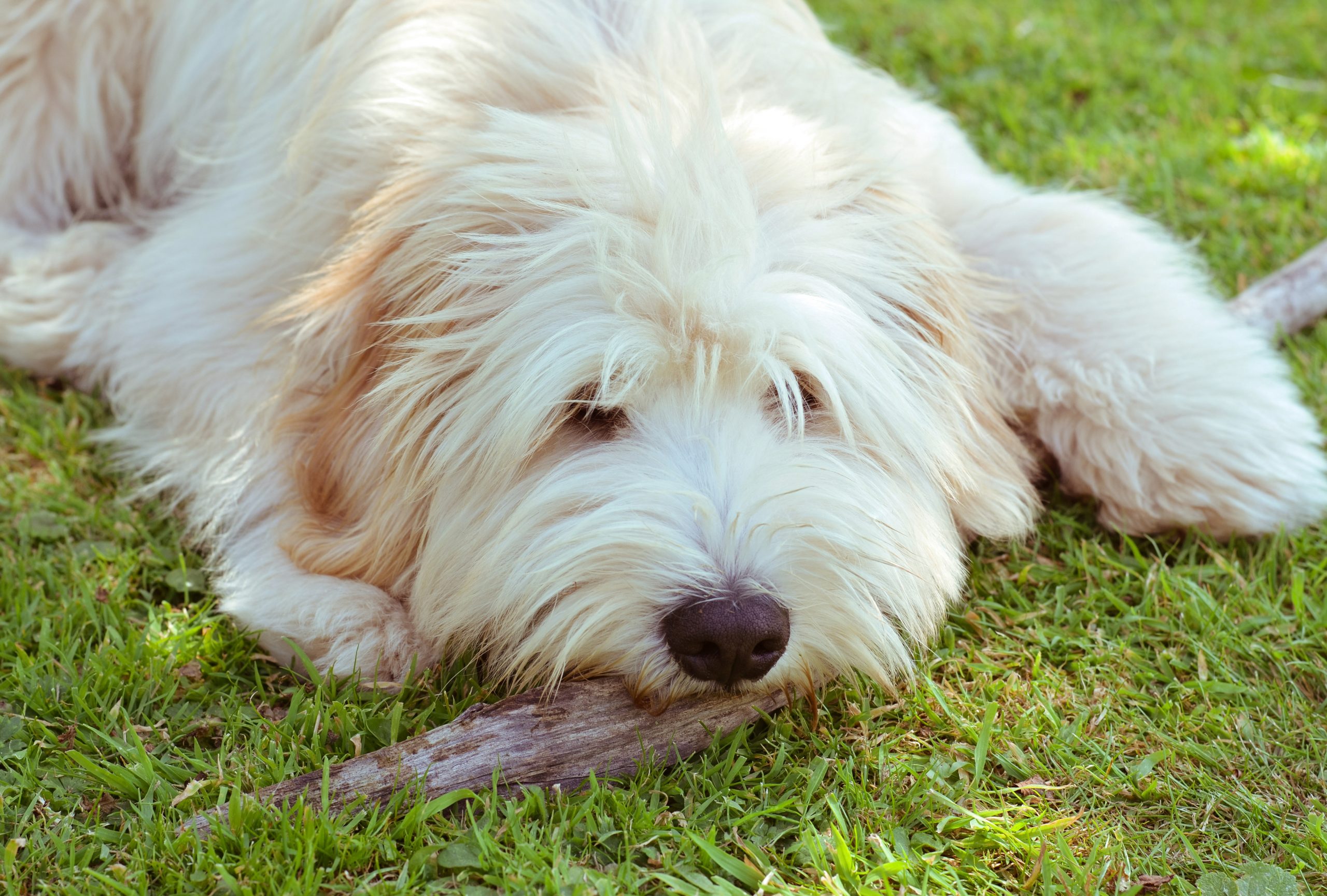 Pyrenean,Shepherd,Dog