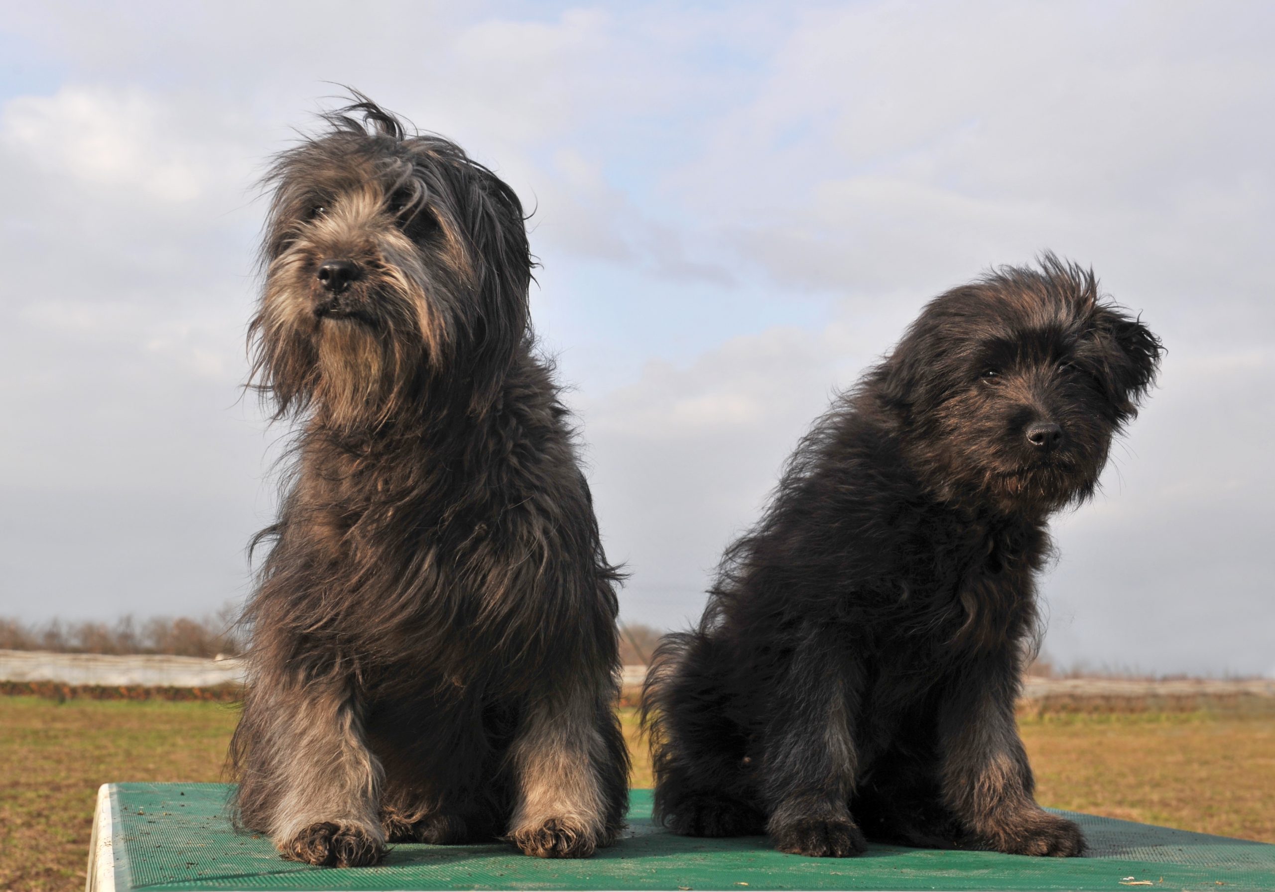 Portrait,Of,A,Dog,And,Puppy,Purebred,Pyrenean,Shepherd