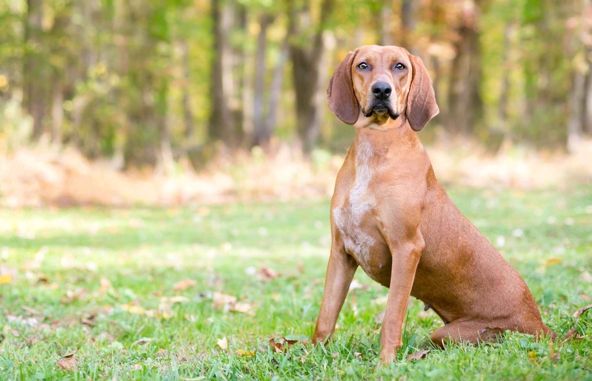 Redbone Coonhound2