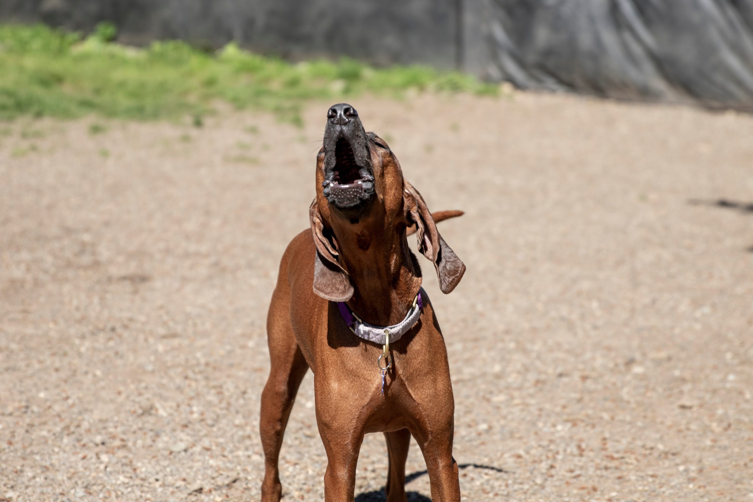 A,Redbone,Coonhound,Baying,And,Howling,Outside